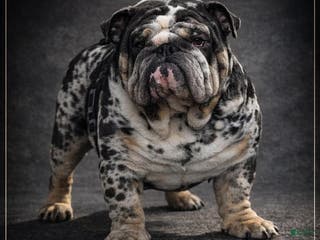 English Bulldog dogs Black Merle Stud - Ad 7