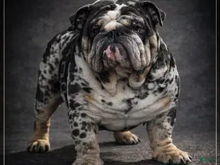 English Bulldog dogs Black Merle Stud - Ad 6