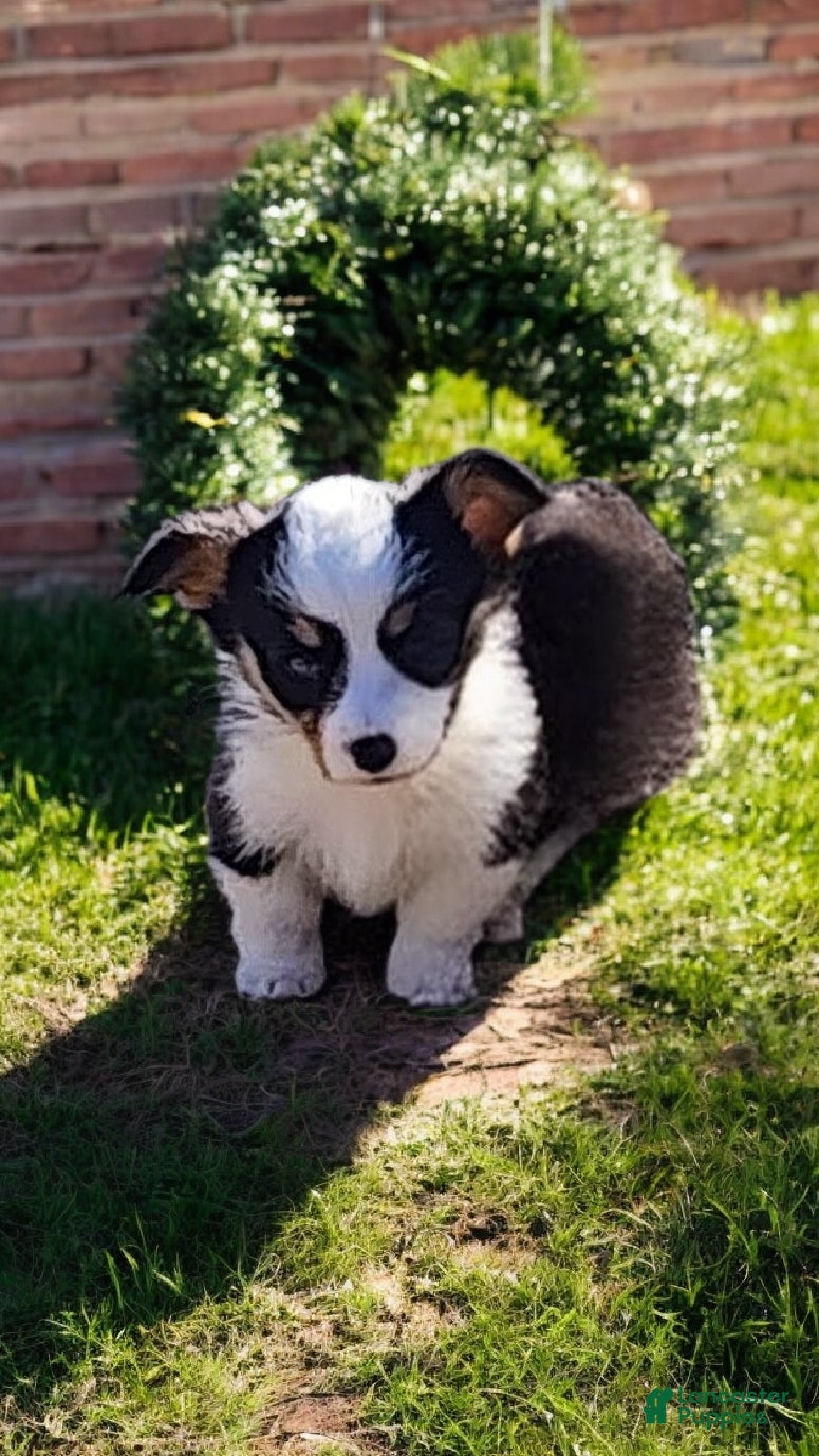 Welsh Corgi Pembroke dogs Bambi blue eye tri - Ad 2
