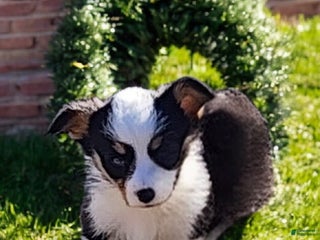 Welsh Corgi Pembroke dogs Bambi blue eye tri - Ad 10