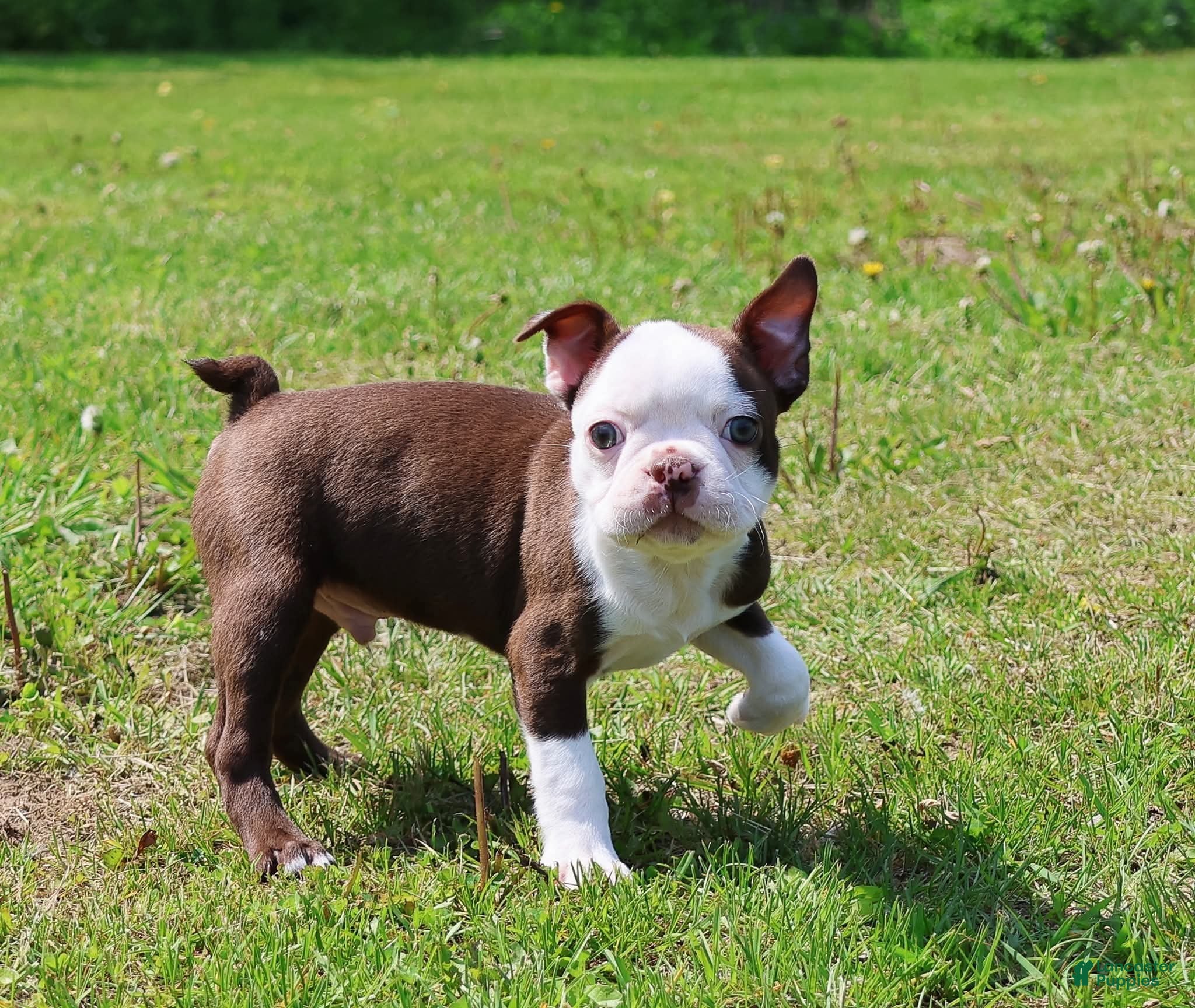 Boston Terrier dogs Boston Terrier Puppy 1 - Ad 12