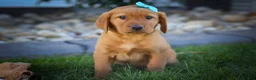 Labrador Retriever dogs for sale: NELSON - Ad 6