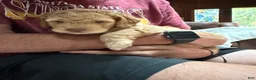 Aussiedoodle dogs for sale: Charlie - Ad 5