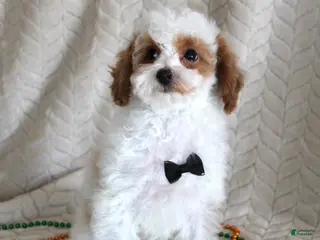 Toy Poodle dogs Gizmo - Ad 19