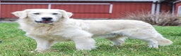 Golden Retriever dogs for sale: Nora - Ad 8