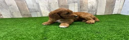 Irish Doodle dogs for sale: Tesla - Ad 4