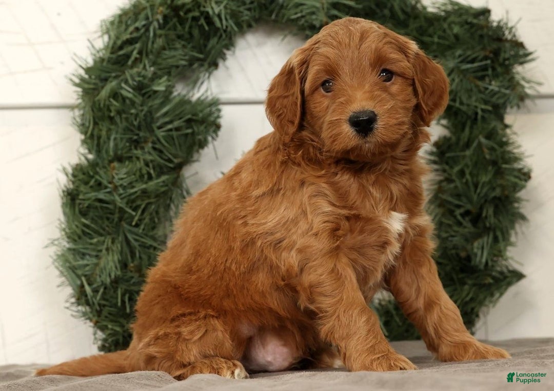 Mini Goldendoodle dogs for sale: Sarge - Ad 2