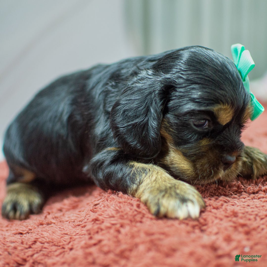 Cocker Spaniel dogs for sale: Noelle - Ad 3