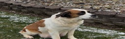 Saint Bernard dogs for sale: Jack - Ad 6
