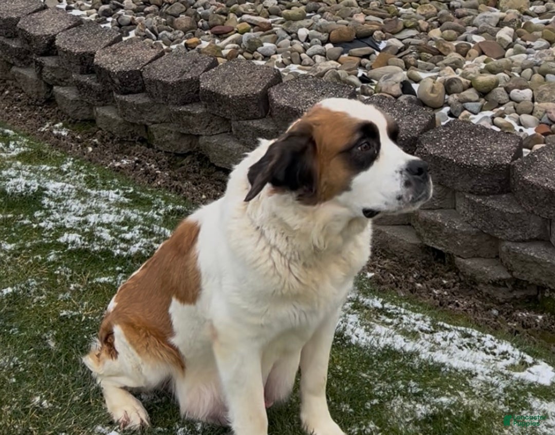 Saint Bernard dogs for sale: Jack - Ad 6