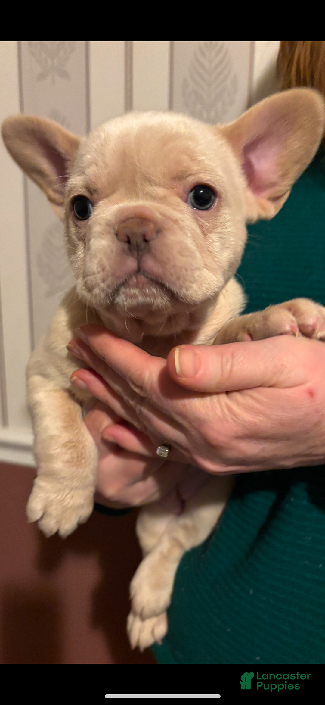 French Bulldog dogs for sale: Teddy - Ad 2