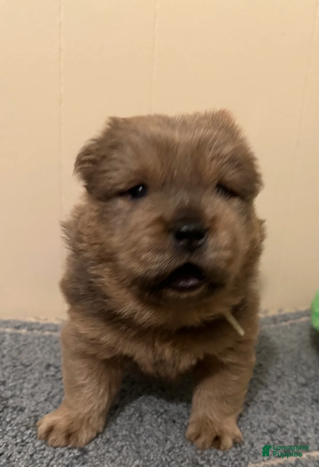Chow Chow dogs for sale: Tank - Ad 1