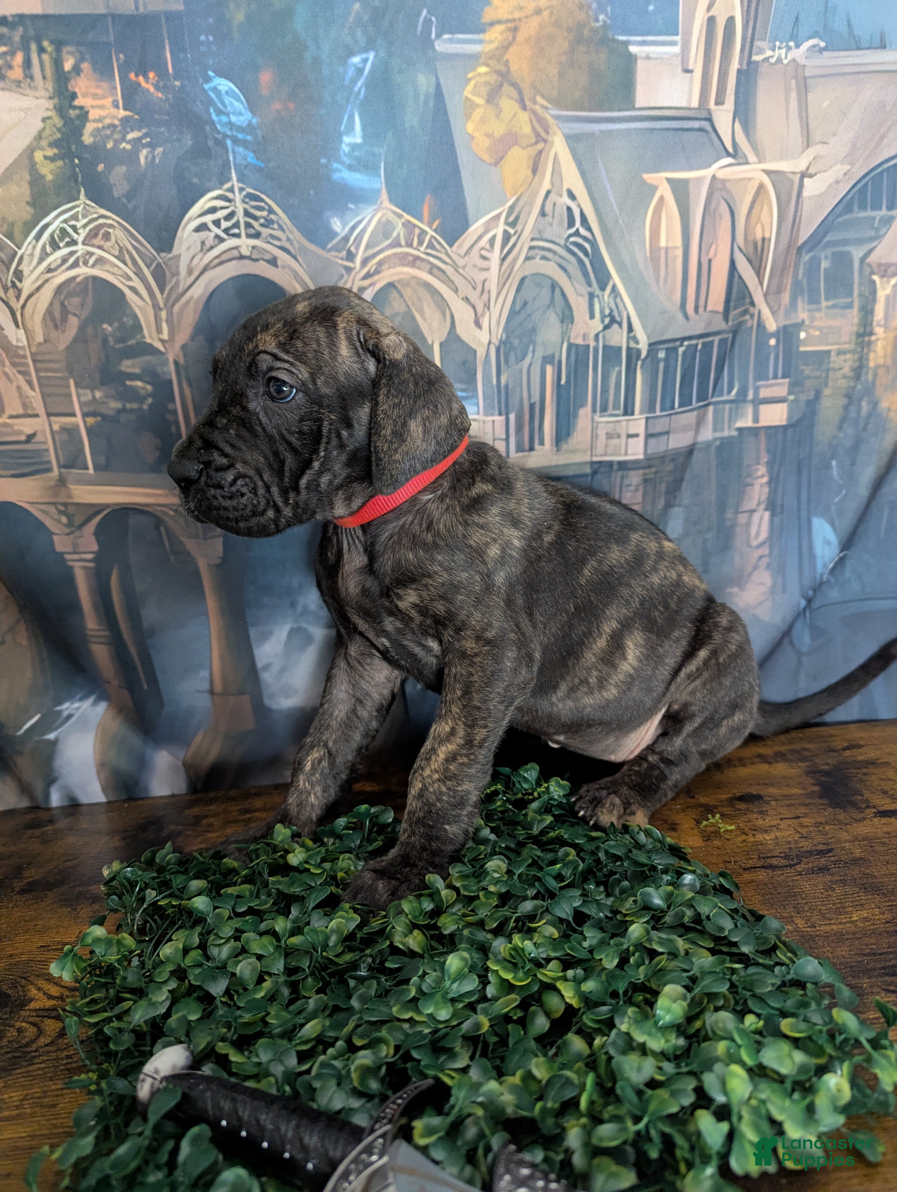 Great Dane dogs Arwen Brindle Female Great Dane Puppy  - Ad 2