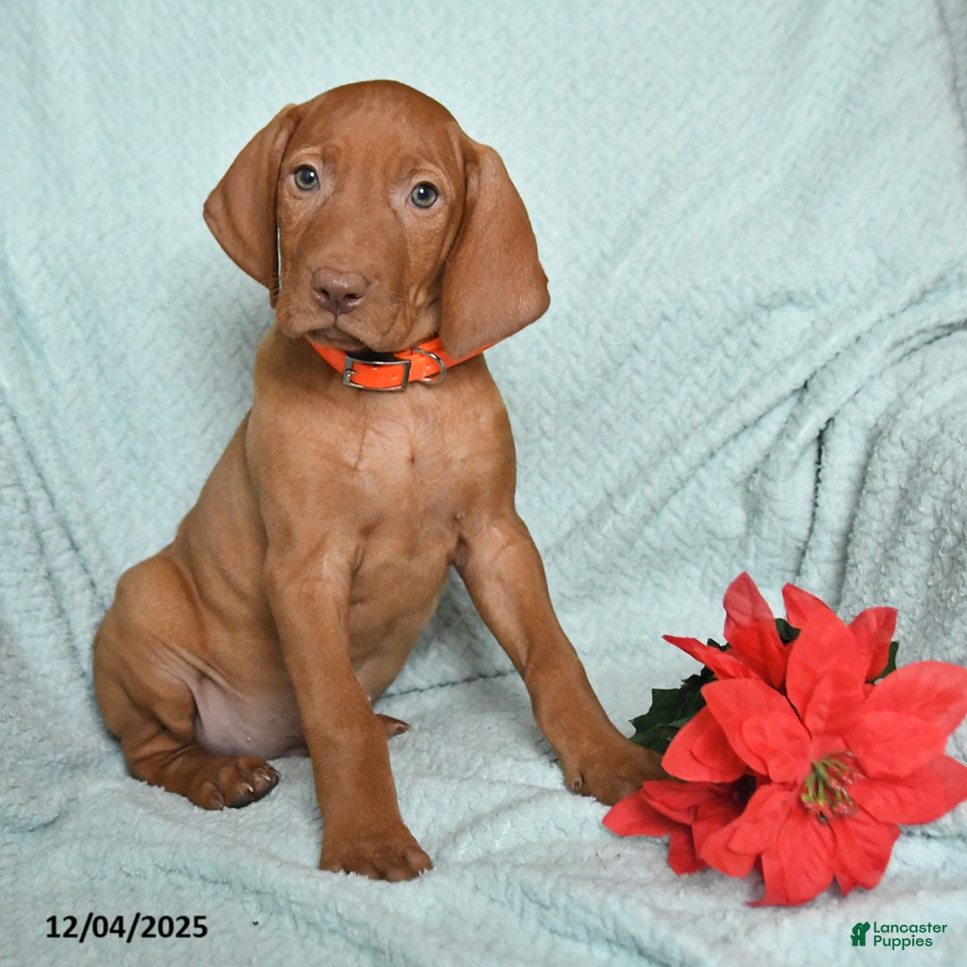 Vizsla dogs for sale: Roland - Ad 2