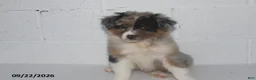 Australian Shepherd dogs for sale: Buttercup - Ad 2