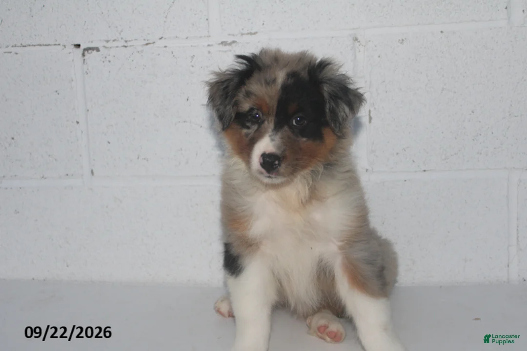 Australian Shepherd dogs for sale: Buttercup - Ad 2