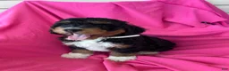 Mini Bernedoodle dogs for sale: WALTER - Ad 10