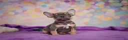 French Bulldog dogs for sale: Bobby - Ad 11