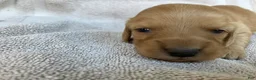 Miniature Dachshund dogs for sale: DAWWG POUND’S POCKET-SIZED QB - Ad 9