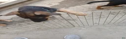 German Shepherd dogs for sale: Sunshine - Ad 7
