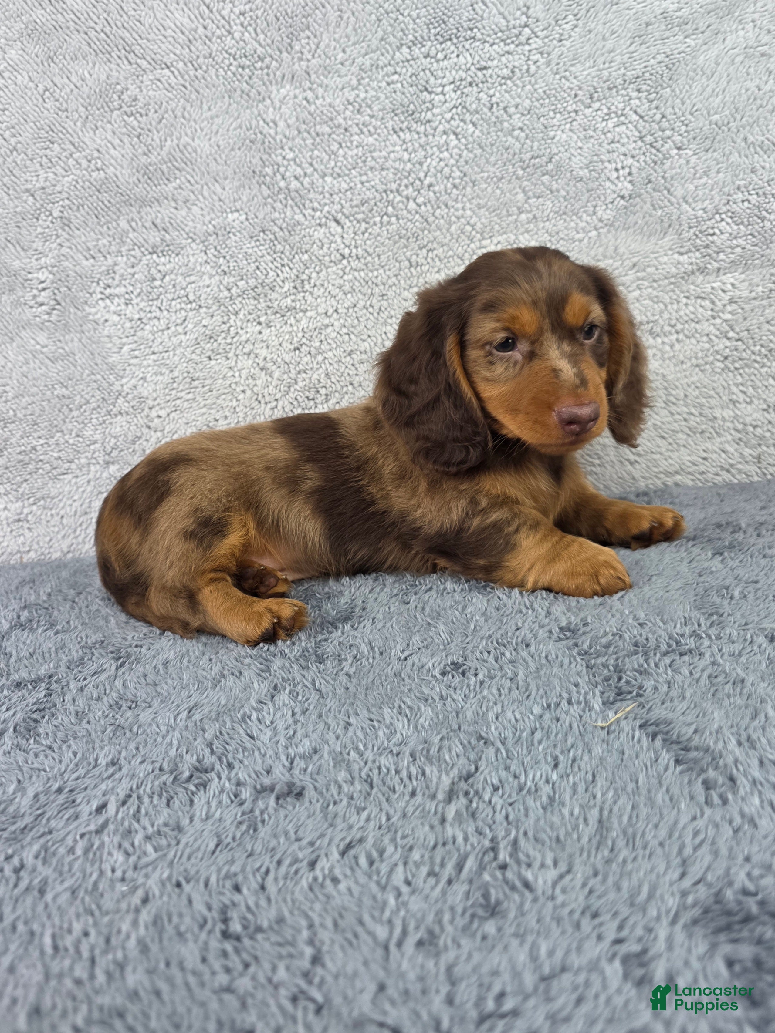 Miniature Dachshund dogs Dash - Ad 1