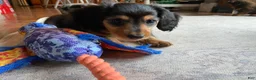 Miniature Dachshund dogs for sale: Missy - Ad 6