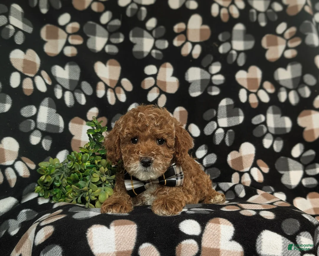 Miniature Poodle dogs for sale: Wesley 11 lbs Full Grown - Ad 5