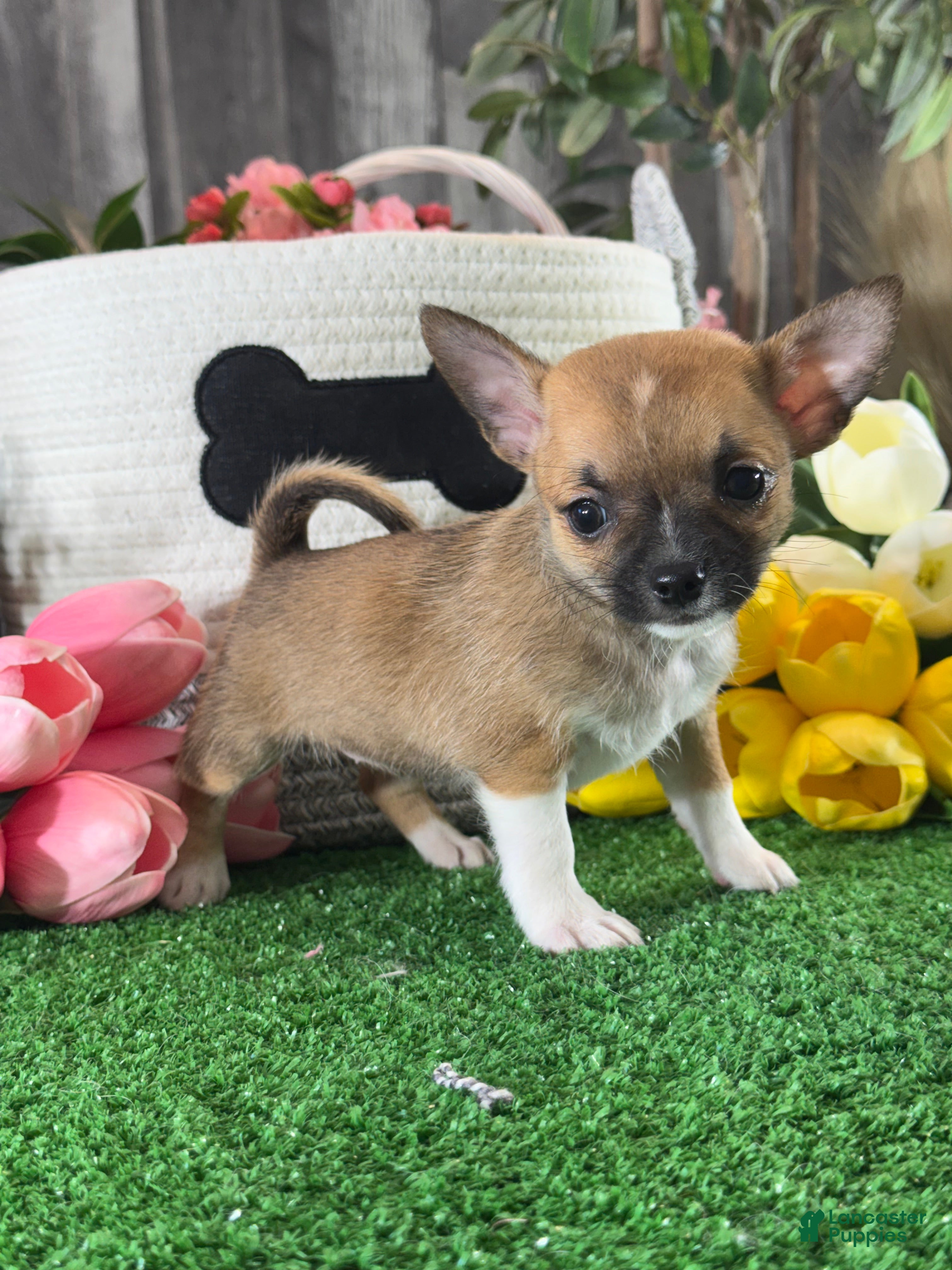Chihuahua dogs for sale: Fern - Ad 4