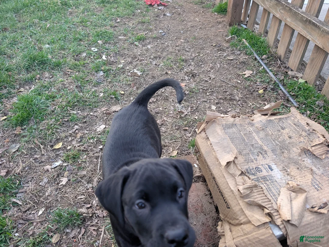 Labrador Retriever dogs for sale: Labrador Retriever Puppy 1 - Ad 1