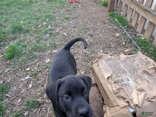 Labrador Retriever dogs Labrador Retriever Puppy 1 - Ad 29