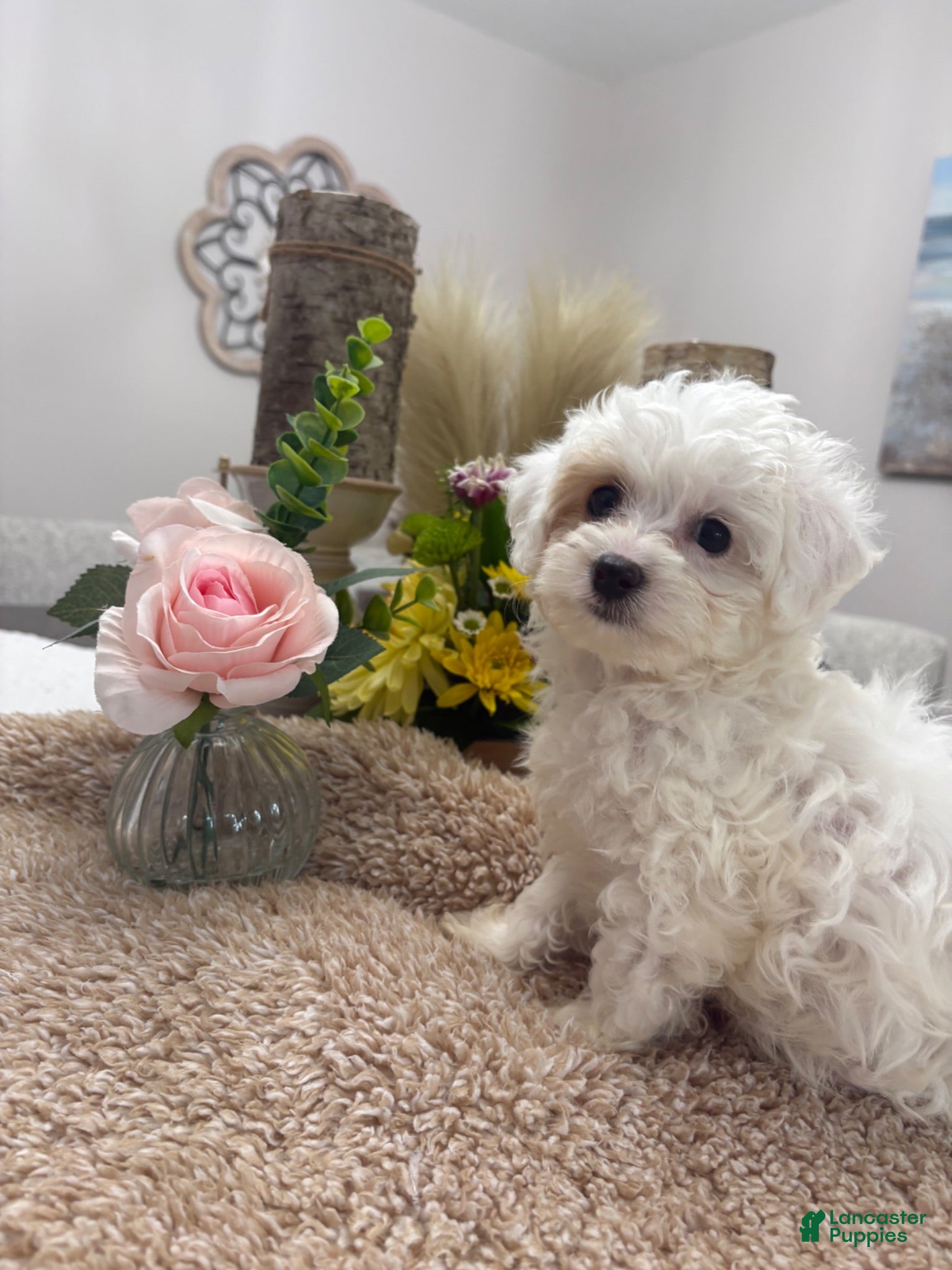 Mini Goldendoodle dogs for sale: Mini Goldendoodle 6 - Ad 1