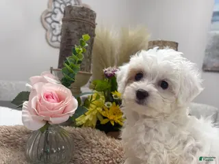 Mini Goldendoodle dogs for sale: Mini Goldendoodle 6 - Ad 1