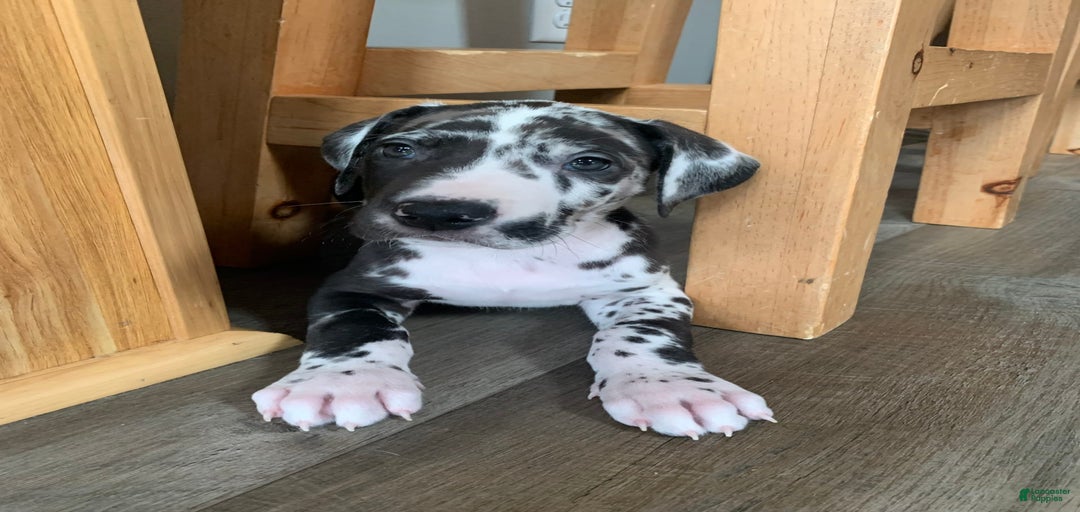 Gallery Image {{count}}