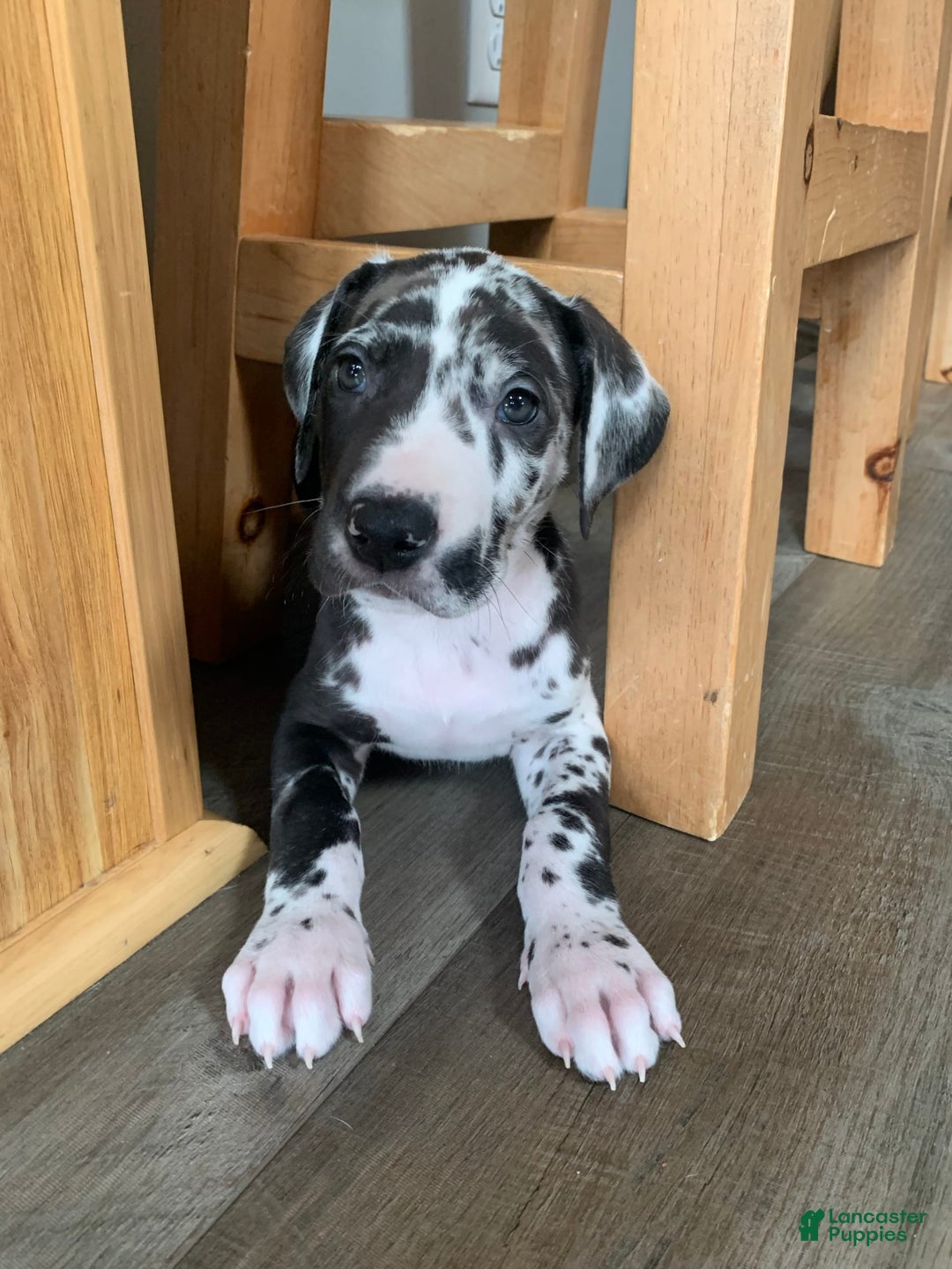 Gallery Image {{count}}