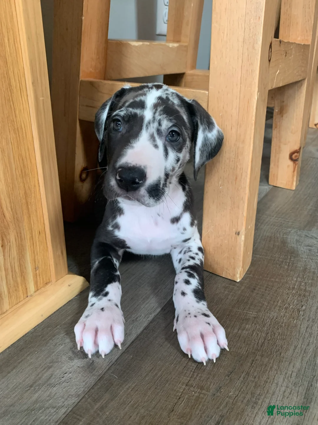 Gallery Image {{count}}