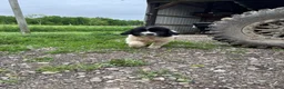 Mixed Breed dogs for sale: Mixed Breed Puppy 1 - Ad 6
