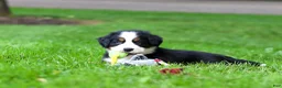 Bernese Mountain Dog dogs for sale: Bella - Ad 3