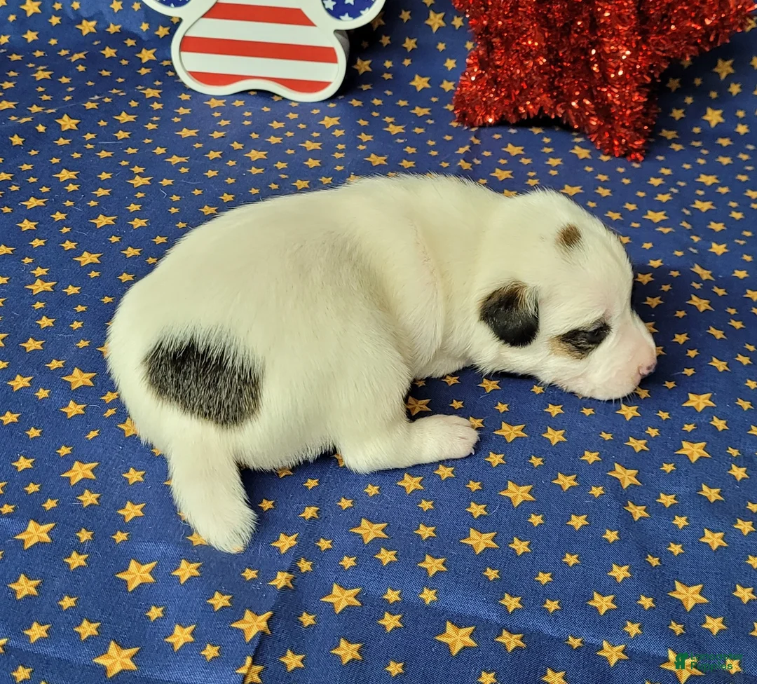 Jack Russell Terrier dogs for sale: Percy CKC male - Ad 2