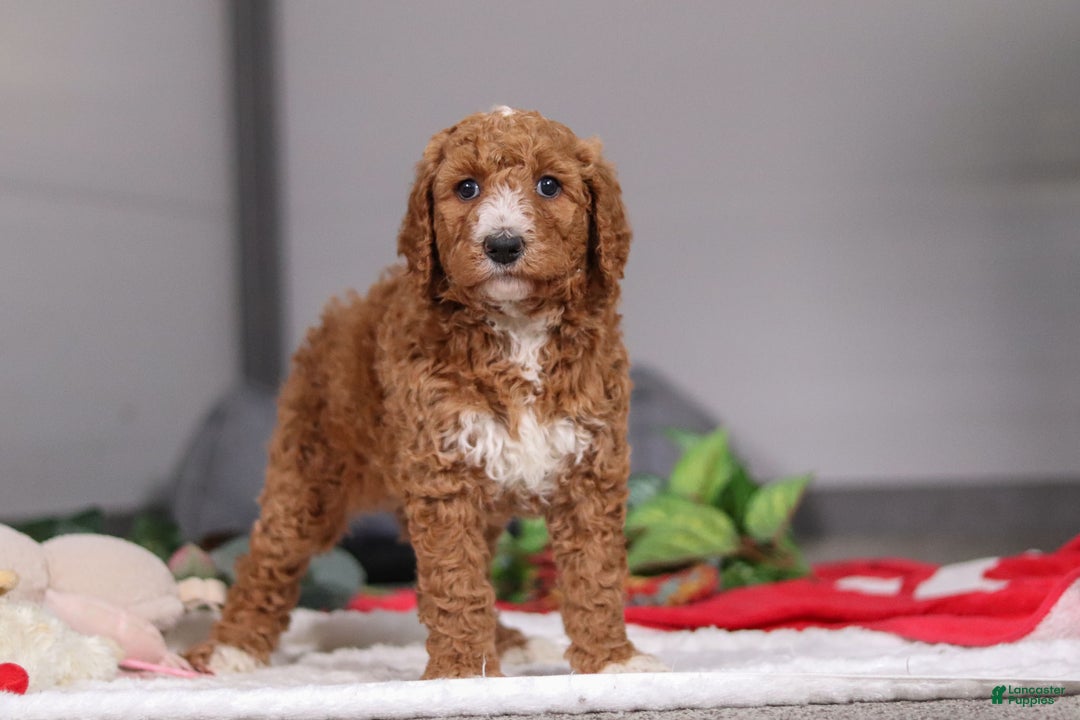 Standard Poodle dogs for sale: Brianna - Ad 5