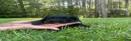Goldendoodle dogs for sale: Luna - Ad 2