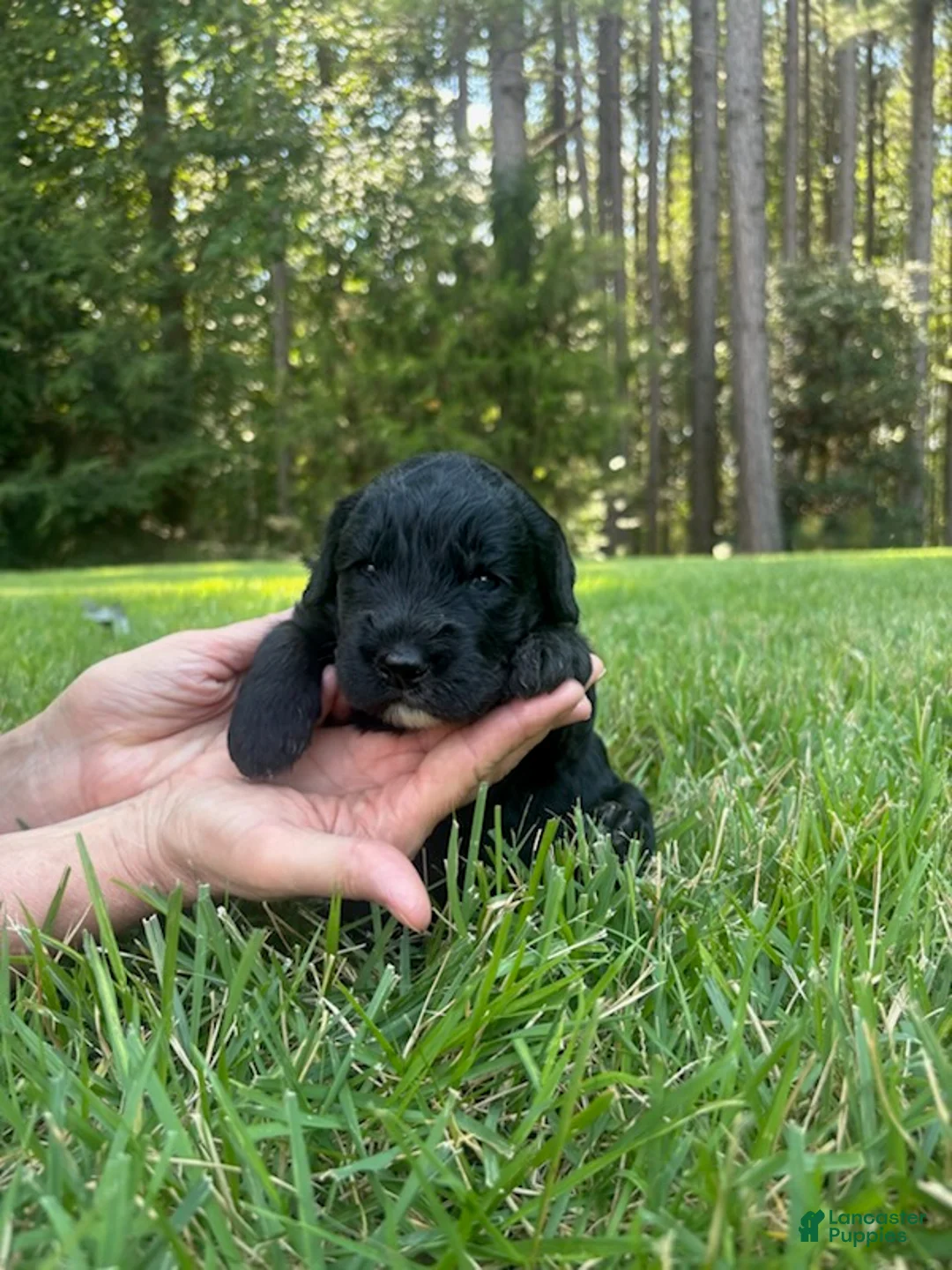 Goldendoodle dogs for sale: Luna - Ad 2