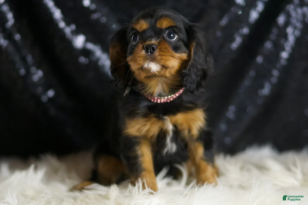 Cavalier King Charles Spaniel dogs for sale: Birdie - Ad 1