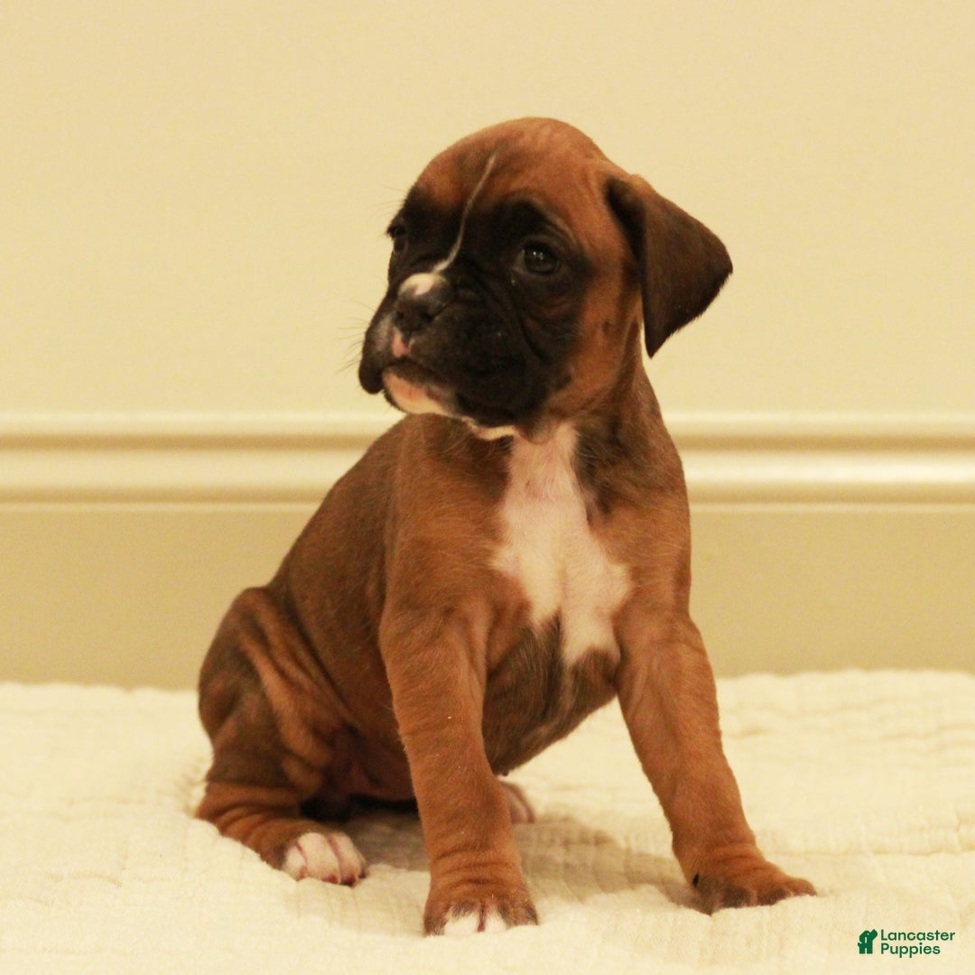 Boxer dogs for sale: Flora - Ad 3