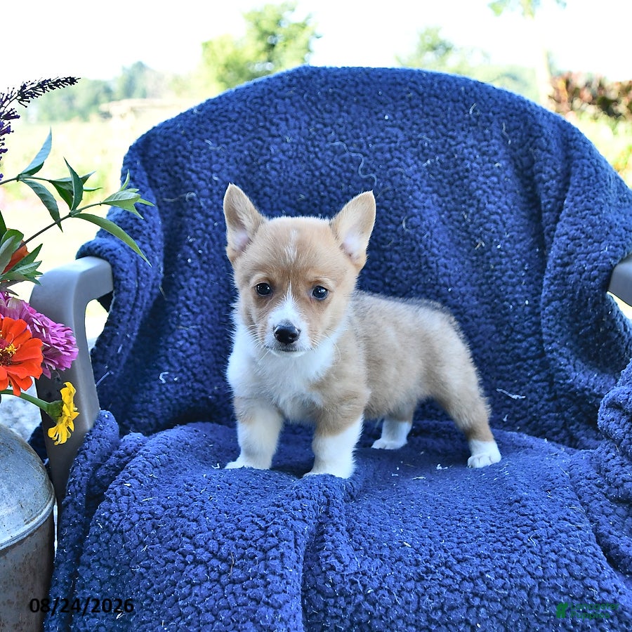 Welsh Corgi Pembroke dogs Sparky - Ad 2