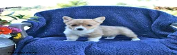 Welsh Corgi Pembroke dogs for sale: Sparky - Ad 2