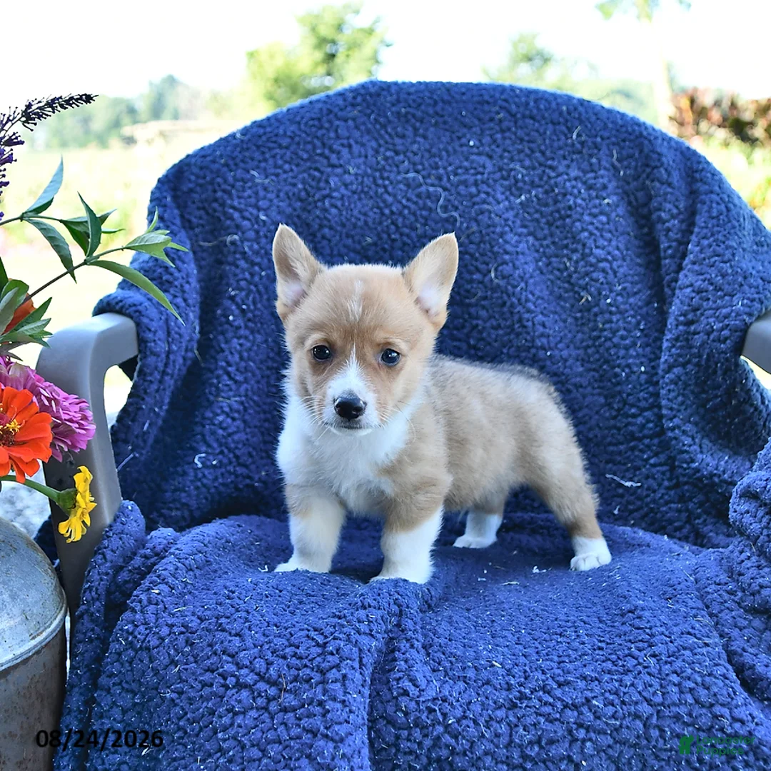 Welsh Corgi Pembroke dogs for sale: Sparky - Ad 2
