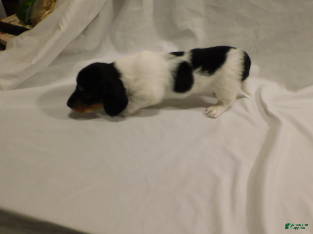 Miniature Dachshund dogs for sale: LMA's ChampionDoxie Snoop Dogg - Ad 10