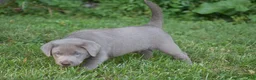 Labrador Retriever dogs for sale: Thunder - Ad 17