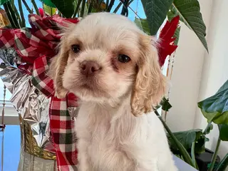 Cocker Spaniel dogs Benny - Ad 31