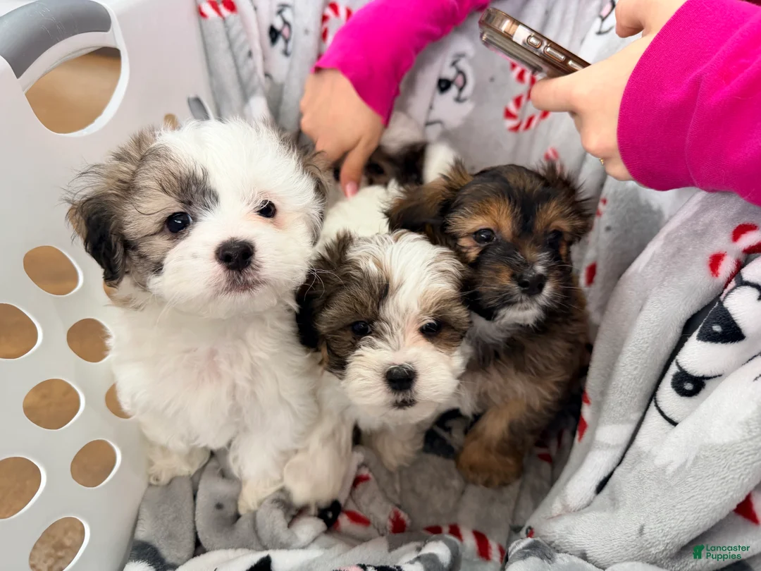 Teddy Bear dogs for sale: Teddy Bear Puppy 3 - Ad 2